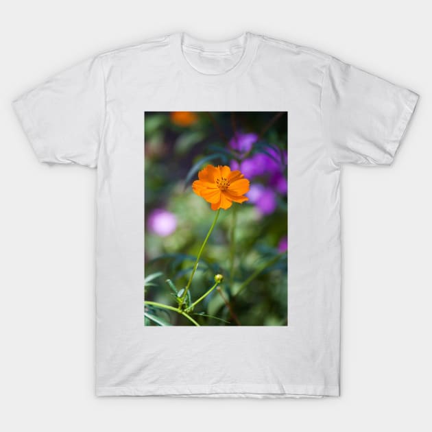 Orange and Purple III T-Shirt by Jacquelie